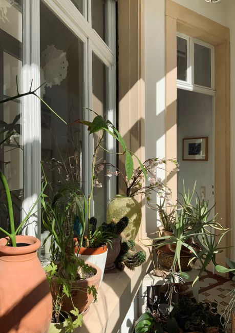 Plants beside a sunny window