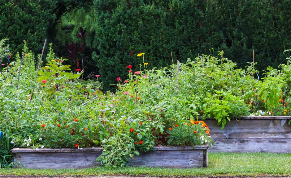 Explore the garden